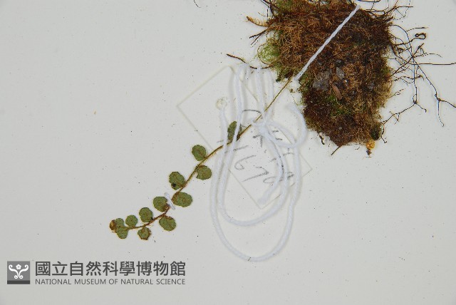 岡本氏岩蕨藏品圖，第4張