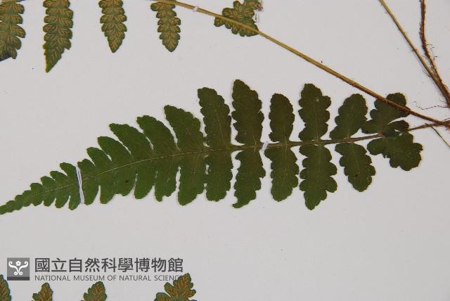 東洋蹄蓋蕨藏品圖，第4張