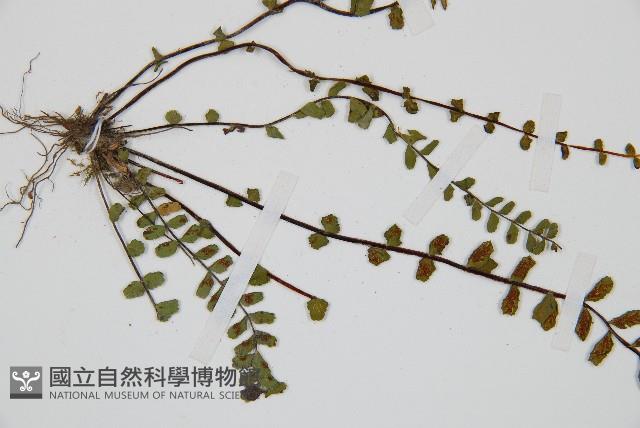鐵角蕨藏品圖，第4張