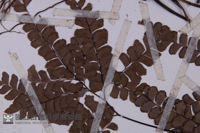 扇葉鐵線蕨藏品圖，第3張