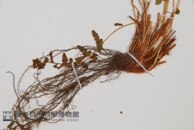 中岩蕨藏品圖，第4張