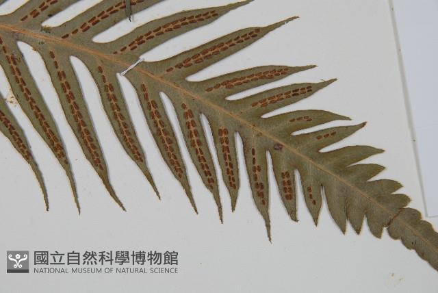 臺灣狗脊蕨藏品圖，第3張