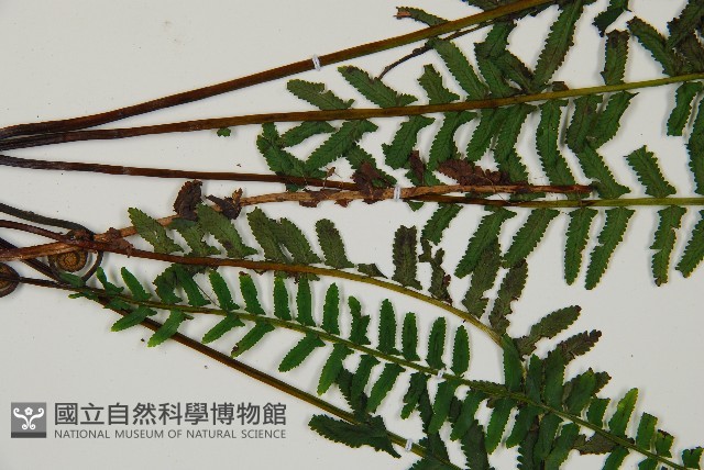 岩穴蕨藏品圖，第4張