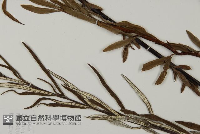 Accession Number:P008491 Collection Image, Figure 4, Total 5 Figures