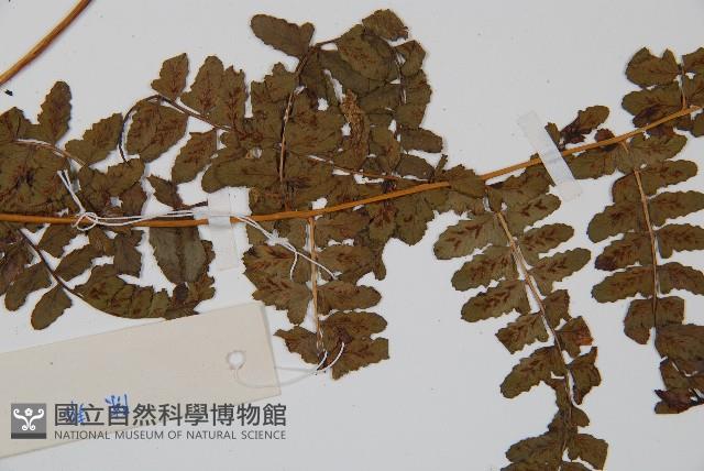 倉田氏蹄蓋蕨藏品圖，第4張