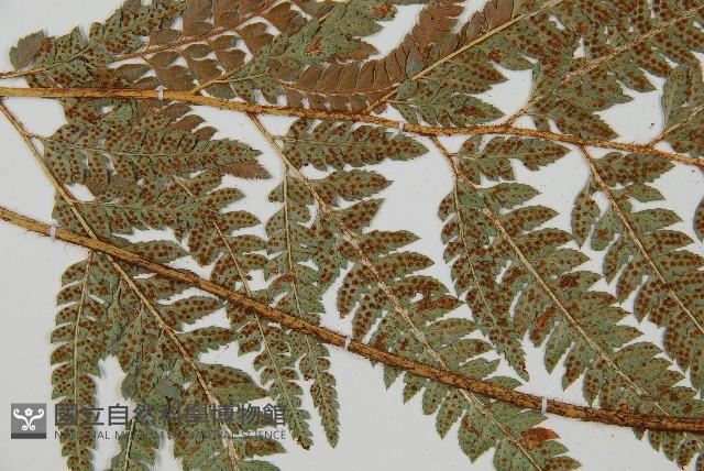 細葉複葉耳蕨藏品圖，第4張