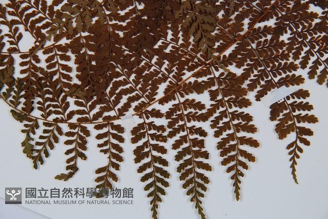 魚鱗蕨藏品圖，第4張
