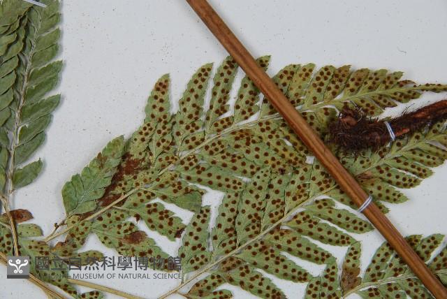 小葉複葉耳蕨藏品圖，第4張