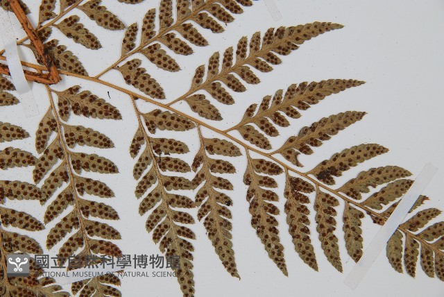 小葉複葉耳蕨藏品圖，第4張
