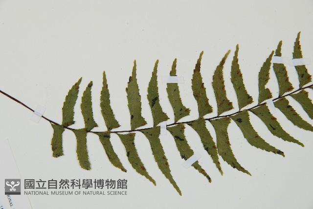 單邊鐵角蕨藏品圖，第4張