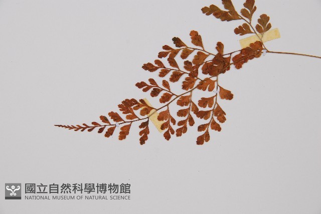 寬葉冷蕨藏品圖，第4張