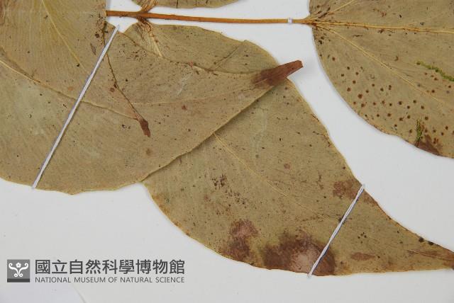 大葉貫眾蕨藏品圖，第4張