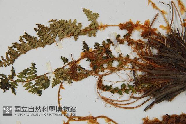 腺鱗毛蕨藏品圖，第3張