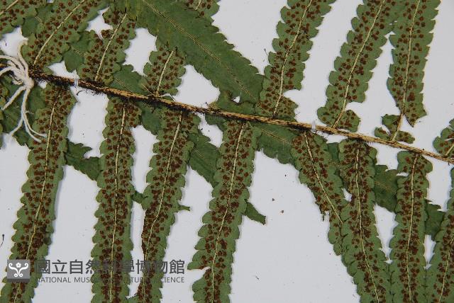 桫欏鱗毛蕨藏品圖，第4張