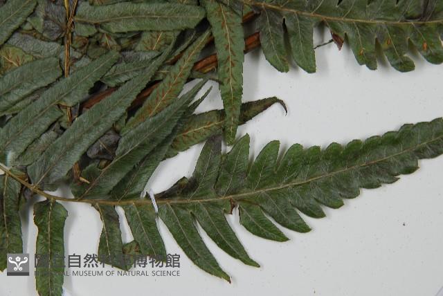 毛柄短腸蕨藏品圖，第4張