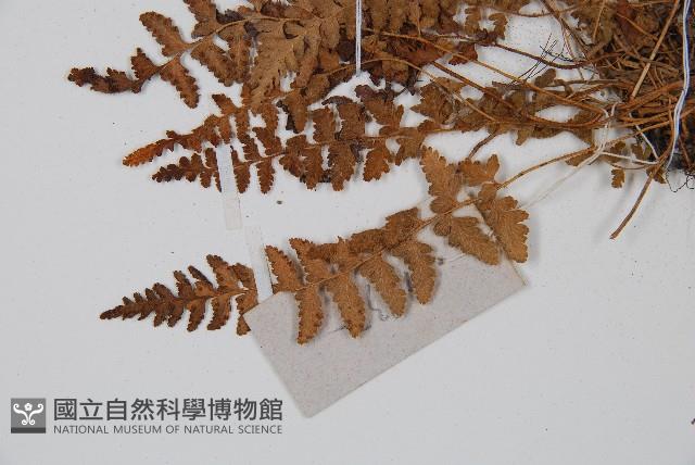 細毛碗蕨藏品圖，第4張