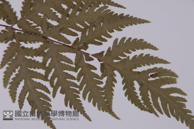 毛葉軸脈蕨藏品圖，第4張