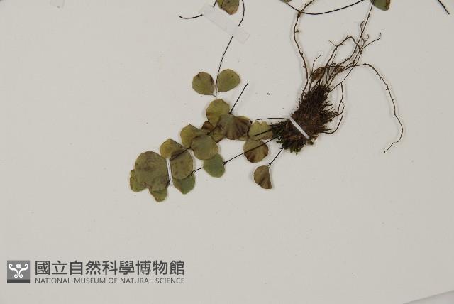 登錄號:P011731藏品圖，第4張