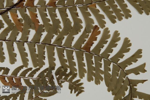 掌葉鐵線蕨藏品圖，第4張