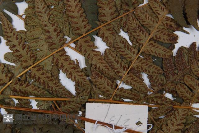 毛柄短腸蕨藏品圖，第4張