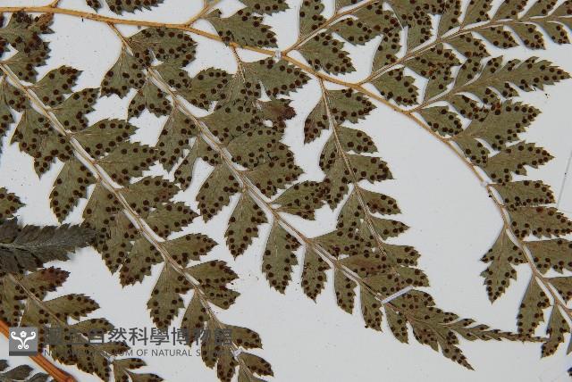 斜方複葉耳蕨藏品圖，第3張