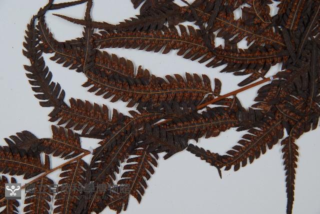 金狗毛蕨藏品圖，第4張