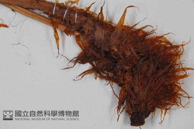 臺灣狗脊蕨藏品圖，第1張