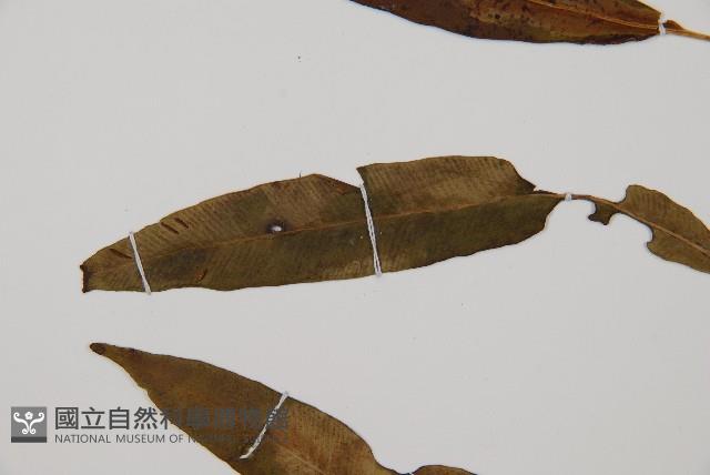 單葉雙蓋蕨藏品圖，第4張