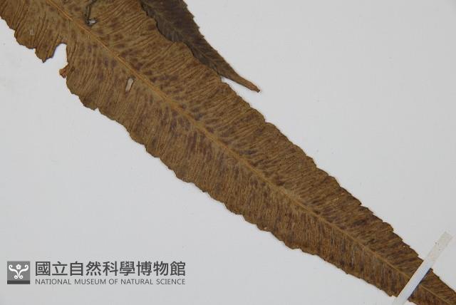 細柄雙蓋蕨藏品圖，第4張