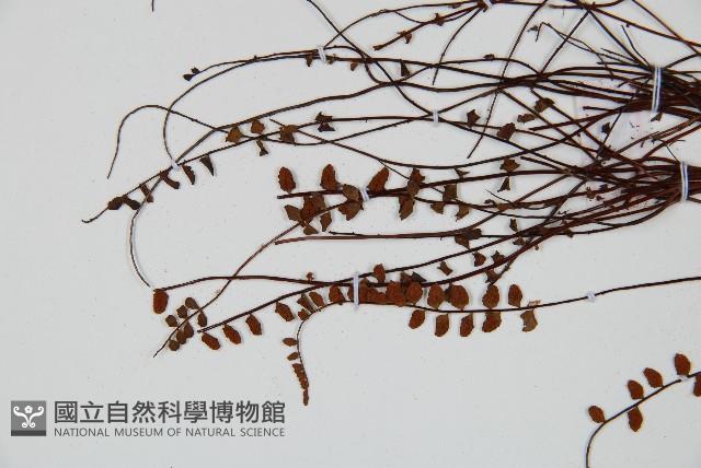 鐵角蕨藏品圖，第4張