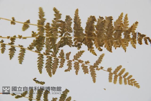 登錄號:P006331藏品圖，第4張