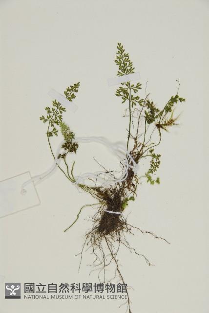 姬鐵角蕨藏品圖，第4張