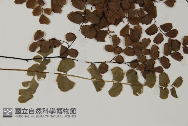 扇葉鐵線蕨藏品圖，第3張