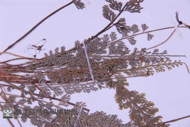 長生鐵角蕨藏品圖，第4張