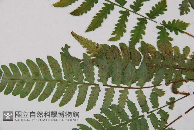 東洋蹄蓋蕨藏品圖，第4張