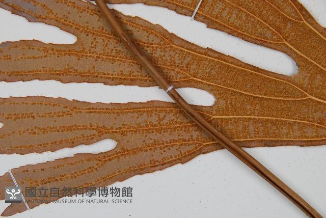雙扇蕨藏品圖，第4張