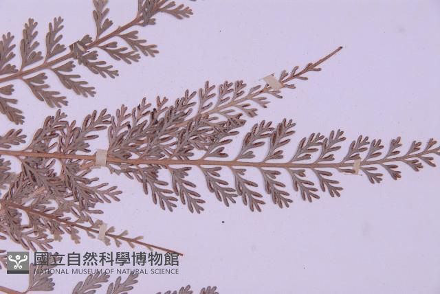 長生鐵角蕨藏品圖，第4張