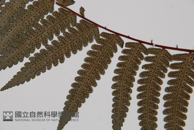 黑桫蕨藏品圖，第4張