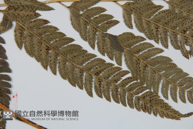 細葉複葉耳蕨藏品圖，第4張