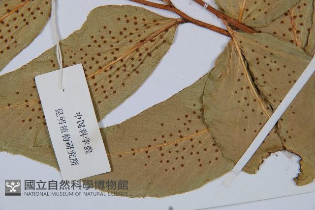 細齒貫眾蕨藏品圖，第4張