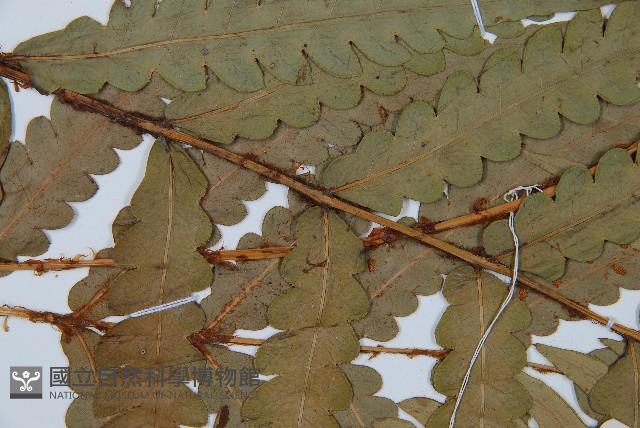 日本狗脊蕨藏品圖，第4張