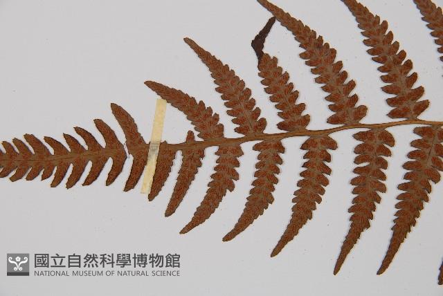 假蹄蓋蕨、東洋蹄蓋蕨藏品圖，第4張