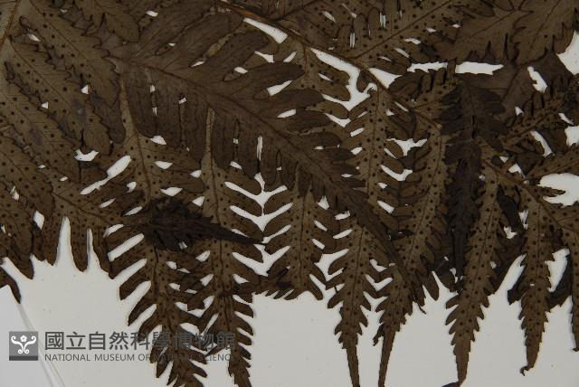 高士佛擬肋毛蕨藏品圖，第4張