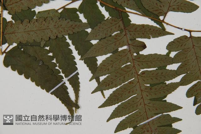 臺灣雙蓋蕨藏品圖，第4張