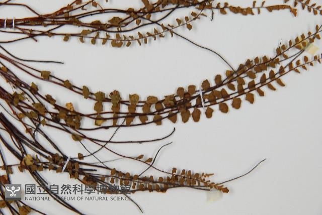 鐵角蕨藏品圖，第4張