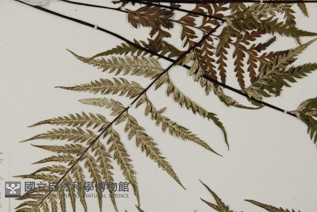 粉葉蕨藏品圖，第7張
