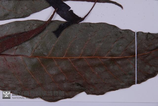 沙皮蕨藏品圖，第7張