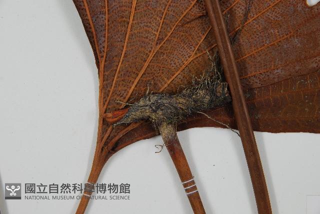 雙扇蕨藏品圖，第3張