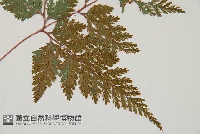 海州骨碎補藏品圖，第4張