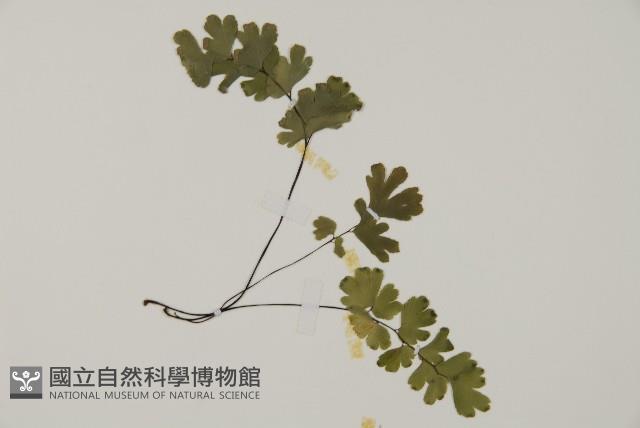 鐵線蕨藏品圖，第4張